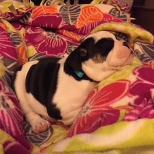 Meet your Posher, Connie